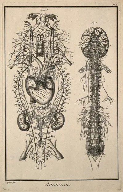 Nervous system after Vieussens (fig