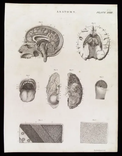 Nervous system: eight figures, including cross sections of the head and brain, the mouth and the skin