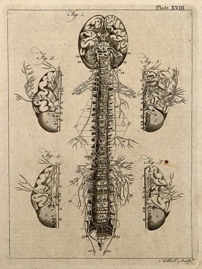 Nervous system: five figures, showing the nerves, brain and spine
