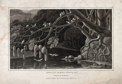 Nests of an African bird, possibly a weaver-bird, hanging from a branch of a riverside tree