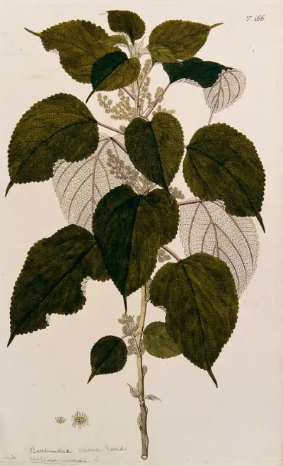 Nettle (Urtica nivea L.): flowering stem with separate flower and fruit