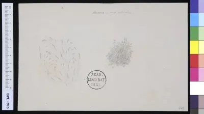 Neuroma