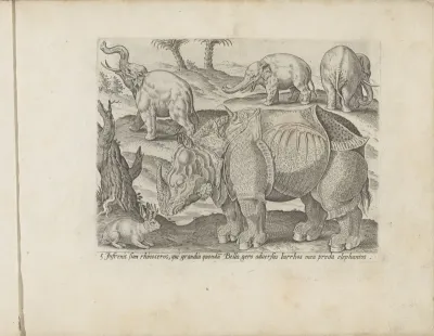 Neushoorn en drie olifanten