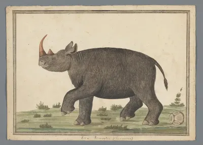 Neushoorn
