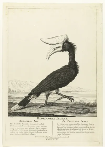 Neushoornvogel