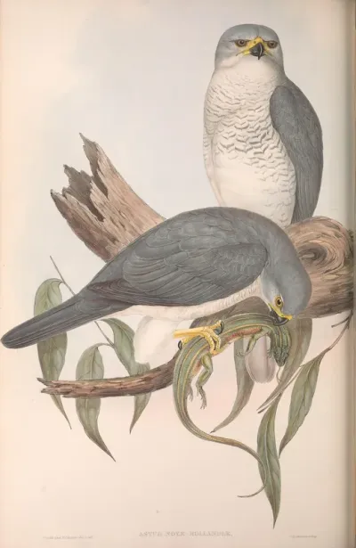 New Holland Goshawk