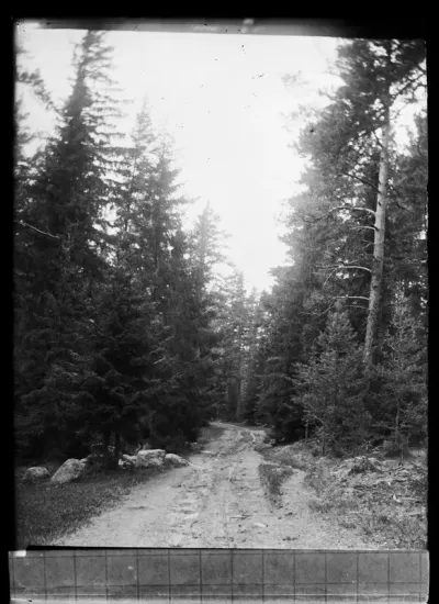 Niemenlautan metsätie