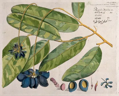 Niepa Bark Tree (Quassia indica (Gaertner) Nooteb.): branch with flowers and fruit and separate sections of flowers, fruit and seed