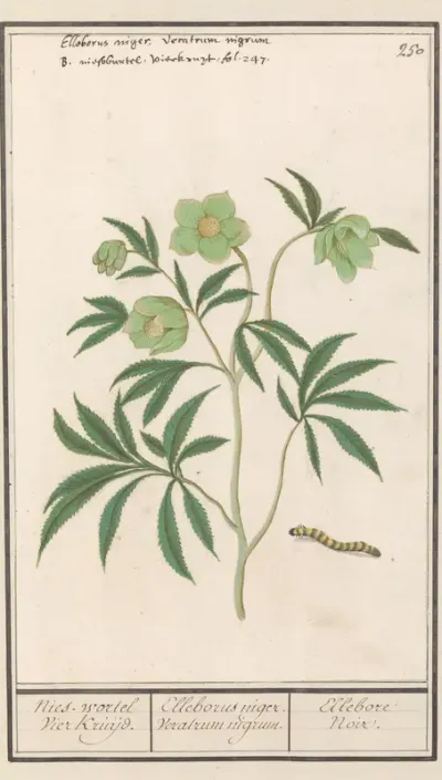 Nieskruid (Helleborus)