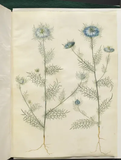 Nigella damascena (jomfru i det grønne)