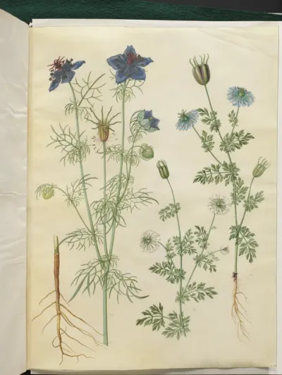 Nigella hispanica (djævlen i busken); Nigella sativa (sortkommen)