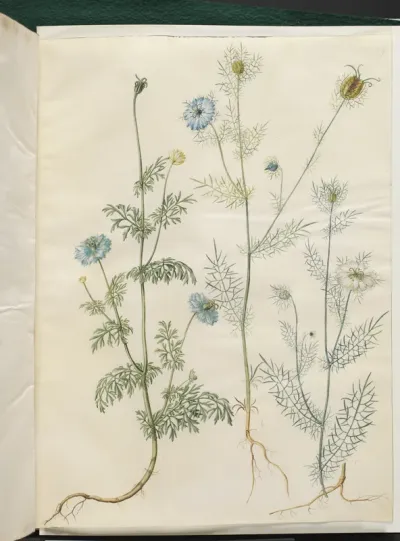 Nigella sativa (sortkommen); Nigella damascena (jomfru i det grønne)
