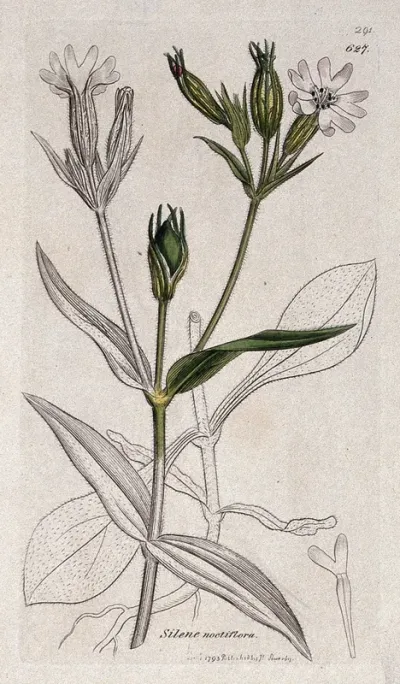 Night-flowering catchfly (Silene noctiflorum): flowering stem and floral segments