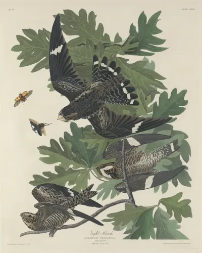 Night Hawk