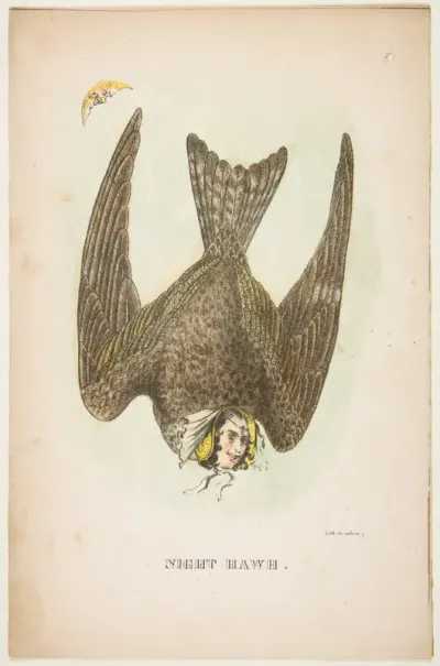 Night Hawk, from "The Comic Natural History of the Human Race"