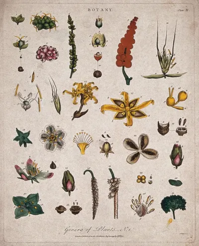Nine different flowers and their floral segments