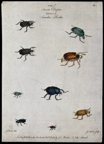 Nine different scarabaeid beetles