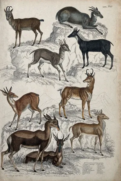 Nine different specimen of the family of antelopes (Bovidae) shown in a rock strewn habitat