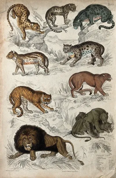 Nine different specimen of the genus Felis (cats)