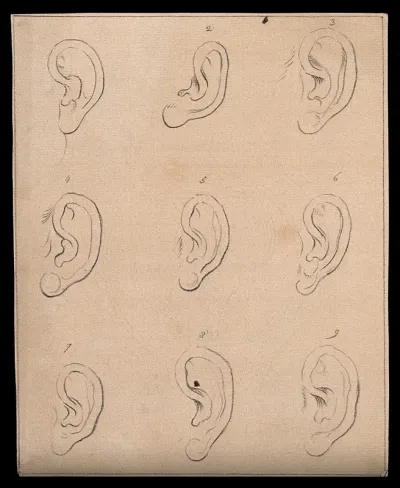 Nine ears. Drawing, c. 1793
