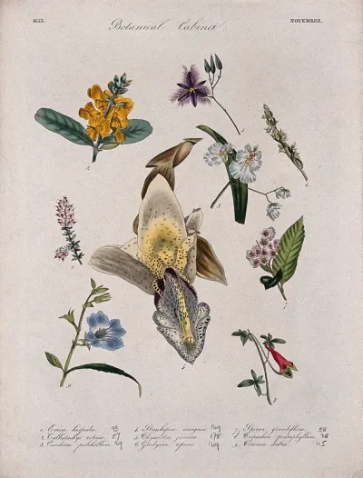 Nine flowering plants, including three orchids