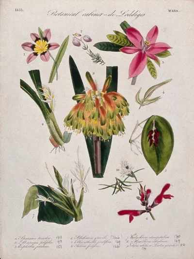 Nine flowering plants, including two orchids and a kaffir lily (Natal lily, Clivia species)