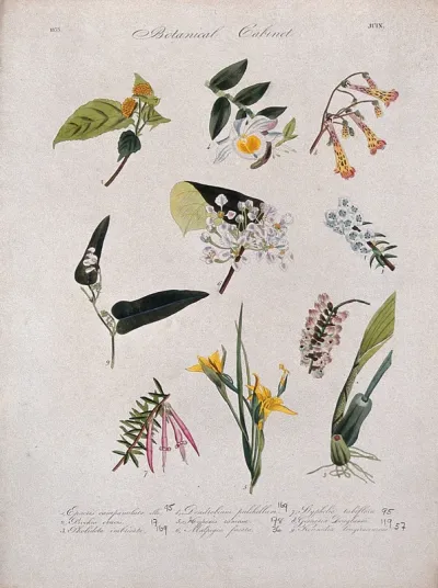 Nine flowering plants, including two orchids