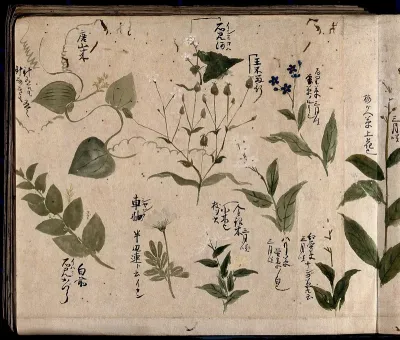 Nine flowering plants, one possibly a phlox and one a green brier