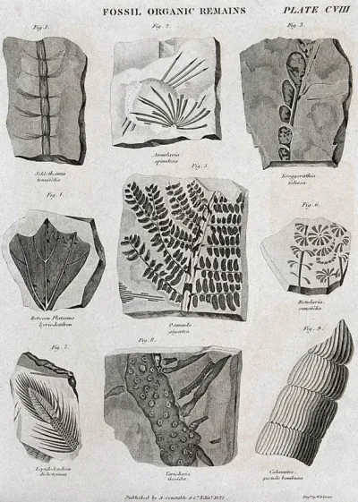 Nine fossilised organic remains