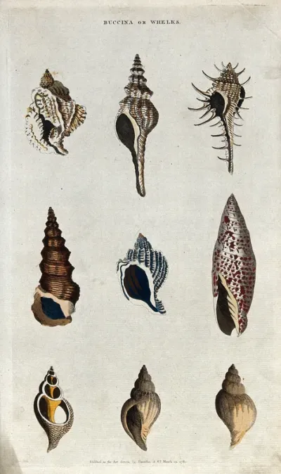 Nine marine gastropod molluscs of the family Buccinidae (whelks)
