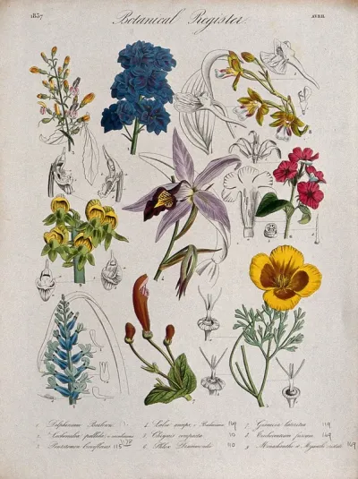 Nine plants, including three orchids, a phlox and a delphinium: flowering stems