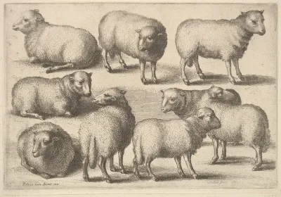 Nine Sheep