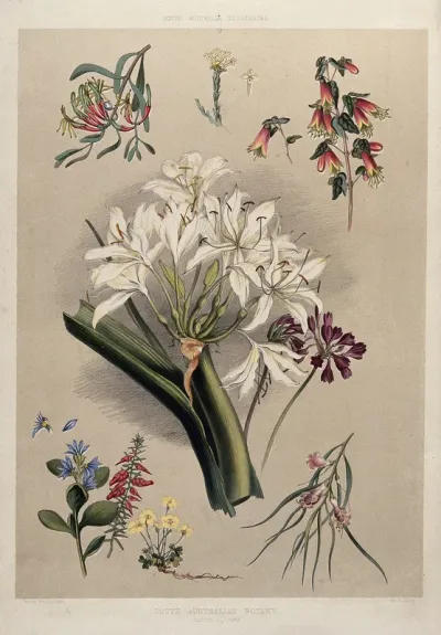 Nine species of native Australian flowers