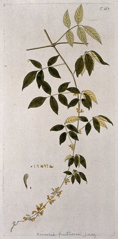 Nissolia fruticosa Jacq.: flowering stem with separate floral segments, fruit and seed