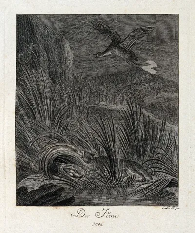 Nocturnal scene with a polecat stealing eggs from a duck's nest in the reeds while the duck is fluttering its wings above