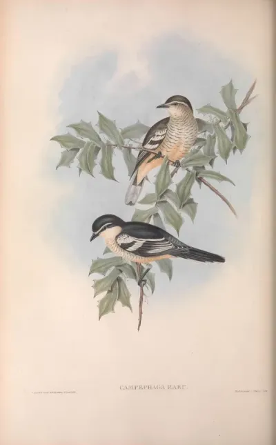 Northern Campephaga