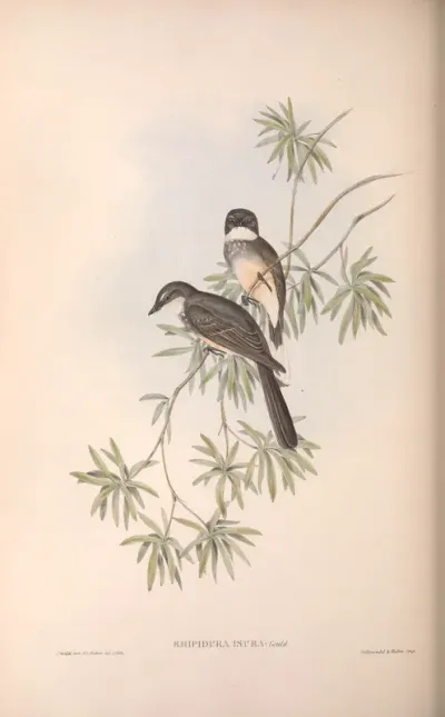 Northern Fantail