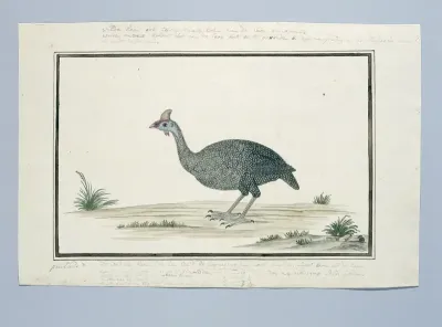 Numida meleagris (Helmparelhoen)