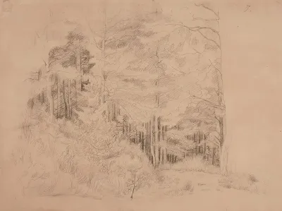 Nuoria puita kasvava metsänsisusta
