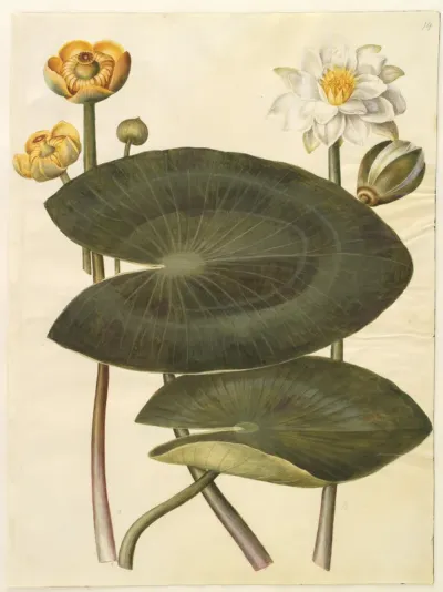 Nuphar lutea (gul åkande); Nymphaea alba (hvid nøkkerose)