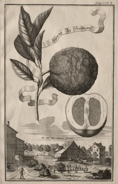 Nurnbergische Hesperides:  Aranzo da Portugal