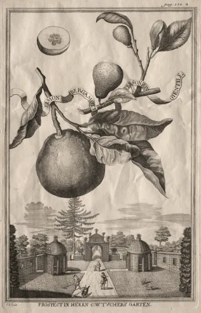 Nurnbergische Hesperides: Limon bergamotto personzin gientile