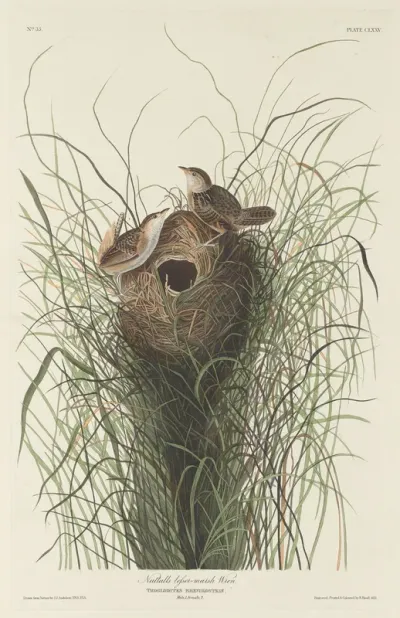 Nuttall's Lesser Marsh Wren