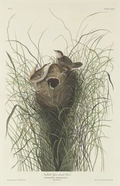 Nuttall's Lesser Marsh Wren