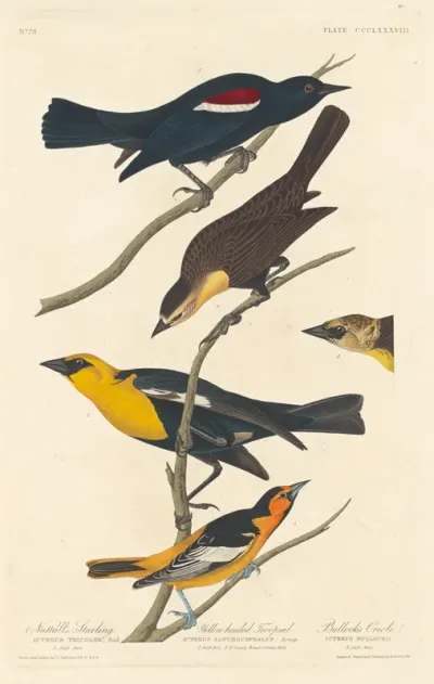 Nuttall's Starling, Yellow-headed Troopial and Bullock's Oriole