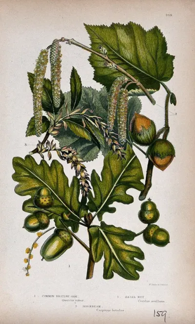 Oak (Quercus robur), hazel (Corylus avellana) and hornbeam (Carpinus betulus): fruiting and flowering twigs
