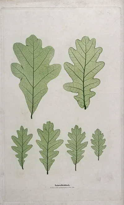 Oak (Quercus species): six leaves showing large variation in size