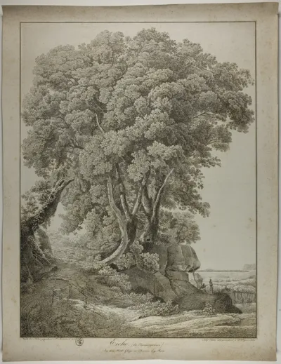 Oak, the evergreen from the Ghigi Park in Ariccia near Rome