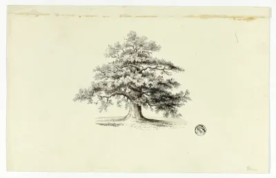 Oak Tree
