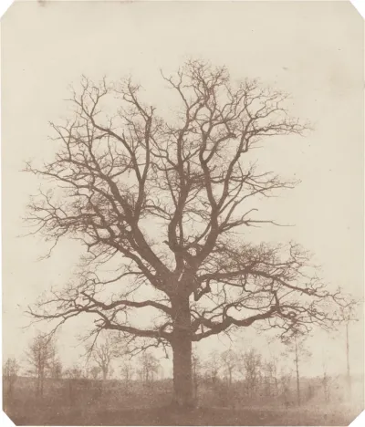 Oak Tree
